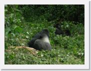 12SabyinyoGroup - 24 * Our first sighting of the Sabyinyo group is the silverback Guhonda with Isheja Big Ben and his mother, Gukunda.